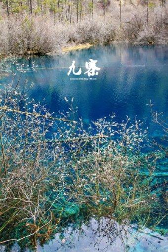 60吨玉露香梨滞销，金昌戈壁播绿兵哥需要您的一份助力！